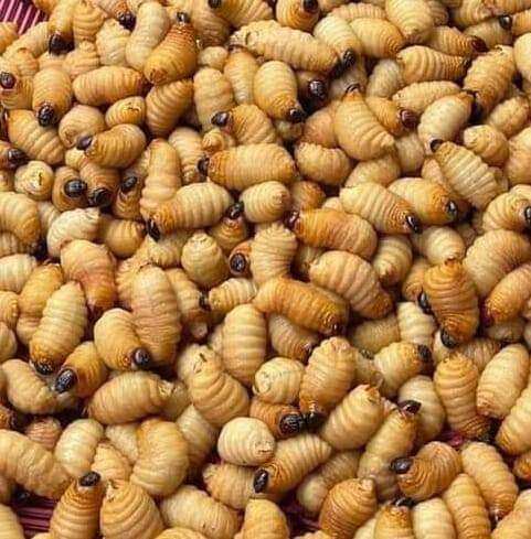 Đuông dừa thiên nhiên 100% 20 con 120k