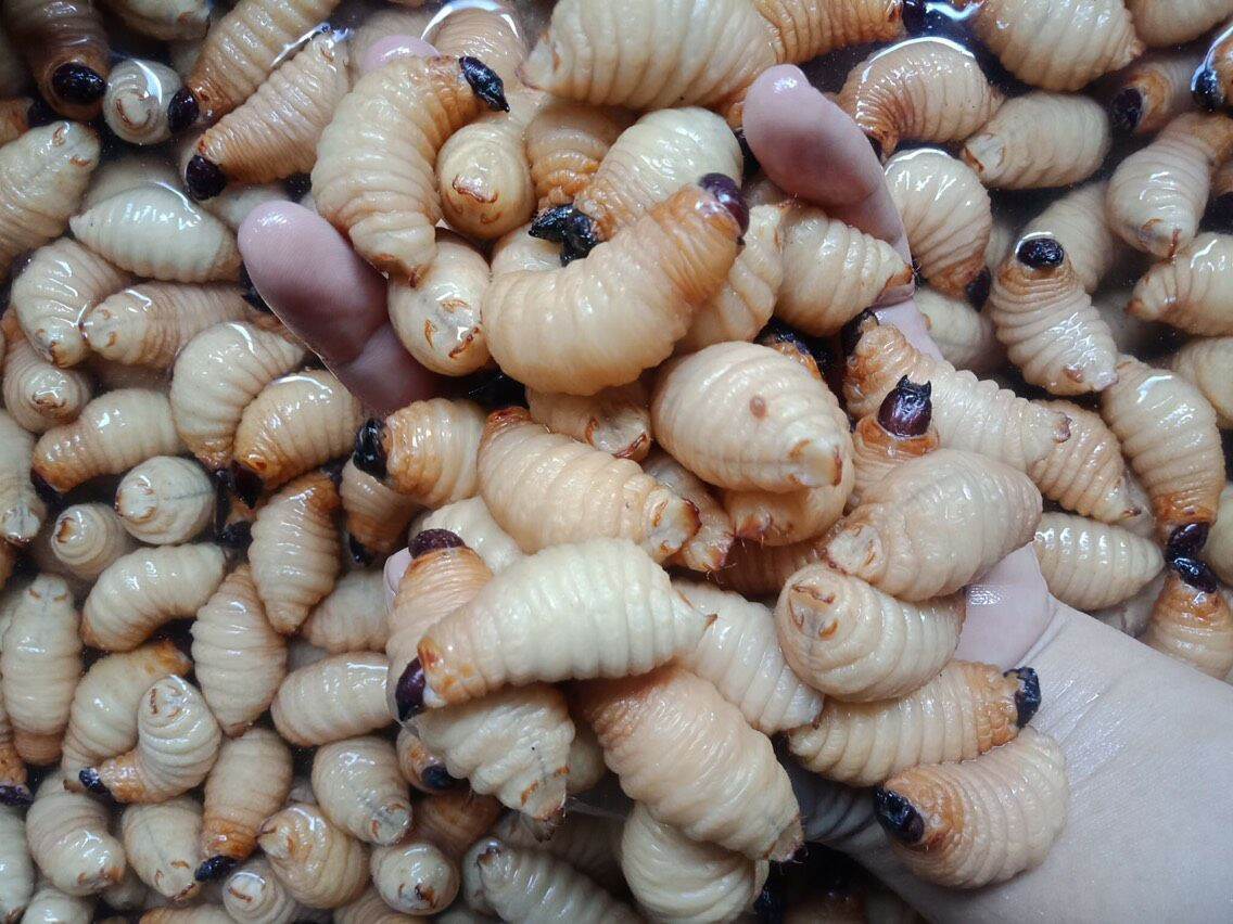 đuông dừa bến tre , bộ sản 35 con 200k