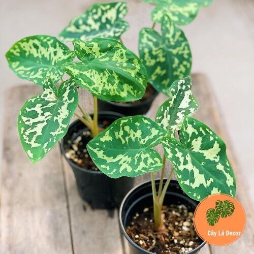 Alocasia Hilo Beauty ( Môn Áo Lính)