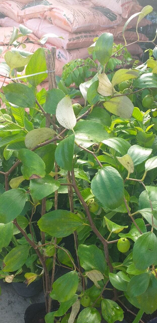 Chậu cây táo thái to, đẹp như hình đang có nhiều trái.