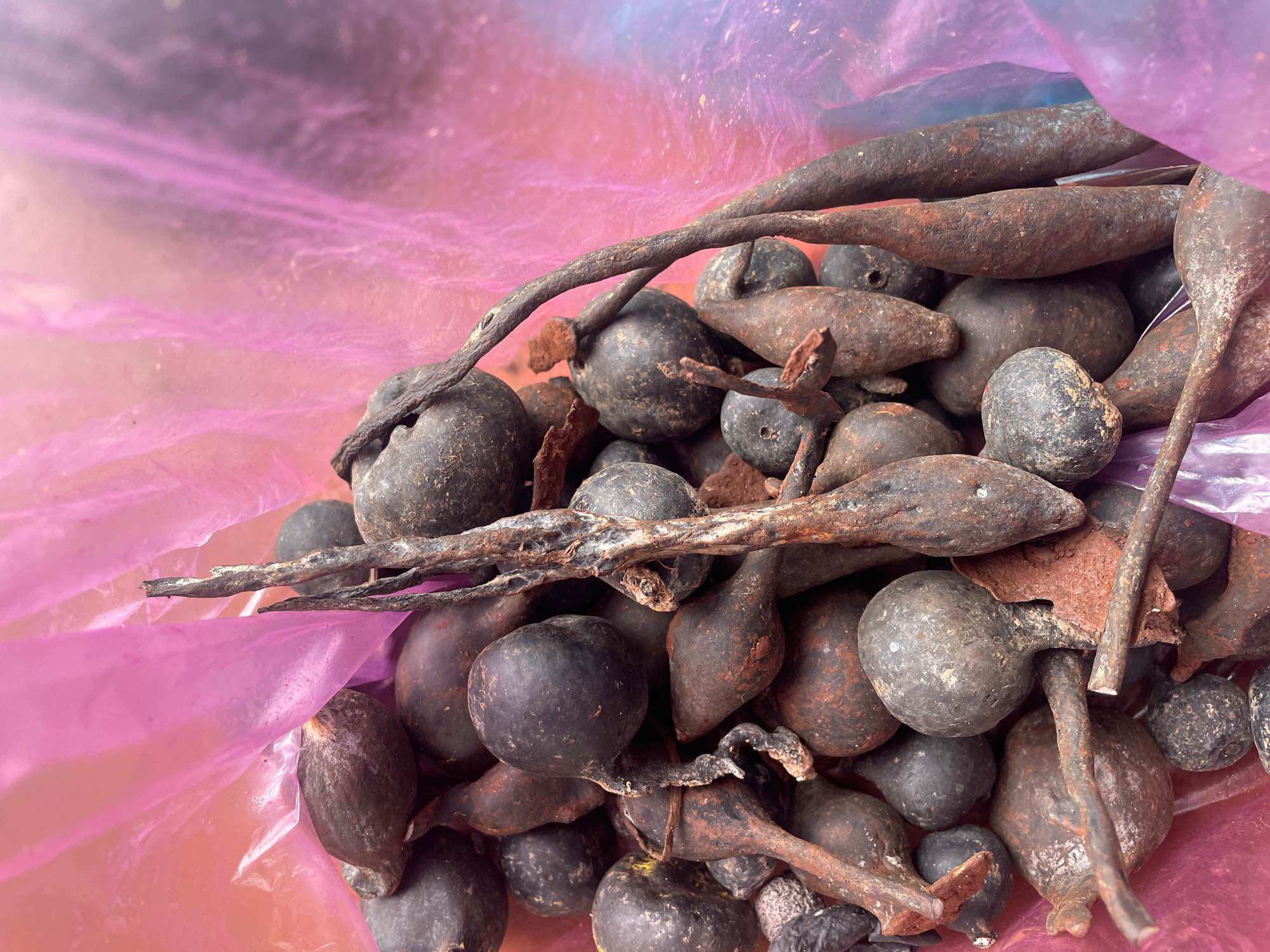 Sâm ô linh tươi 100g