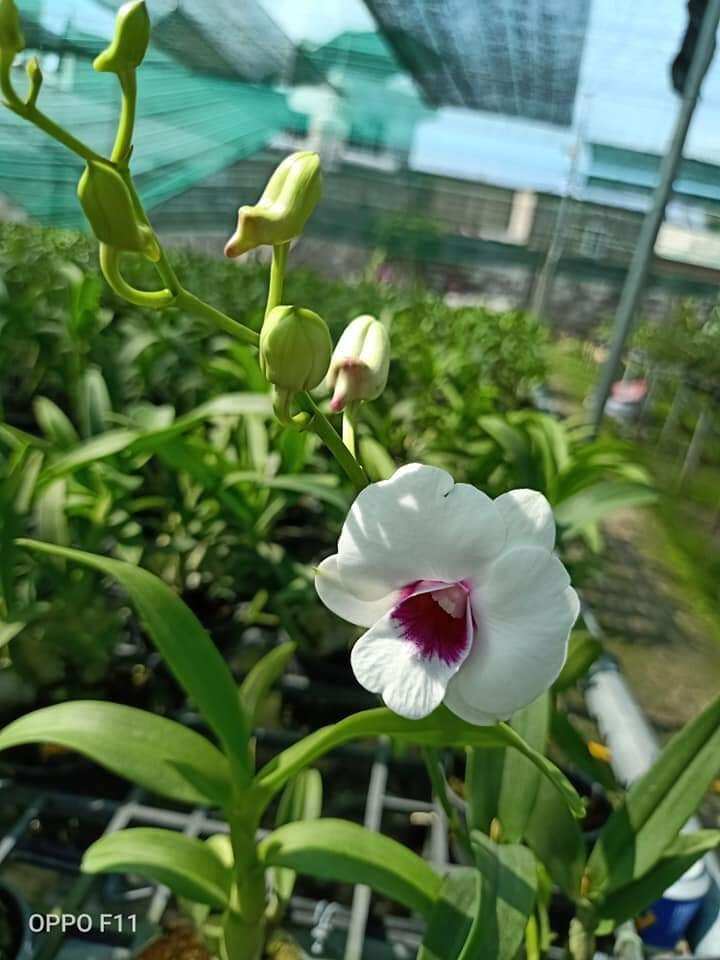 Denro mini trắng họng tím đứng ngọn sắp hoa