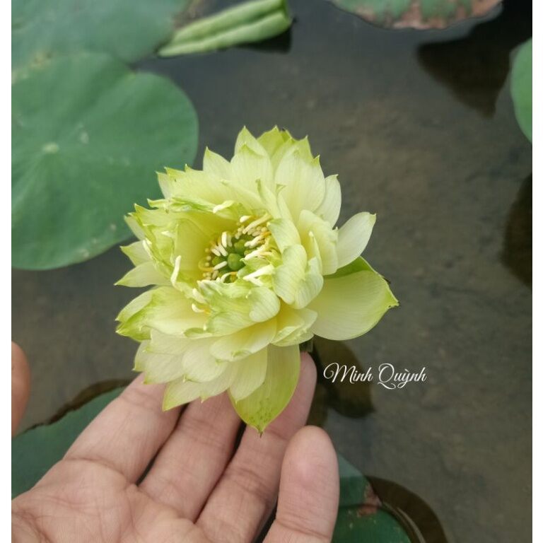 Củ sen mini Snow White (Biển tuyết)