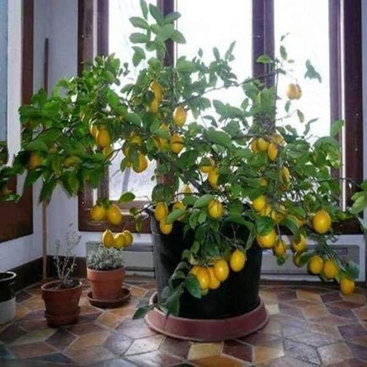 Cây giống chanh vàng Mỹ (1 bầu giống 20cm)