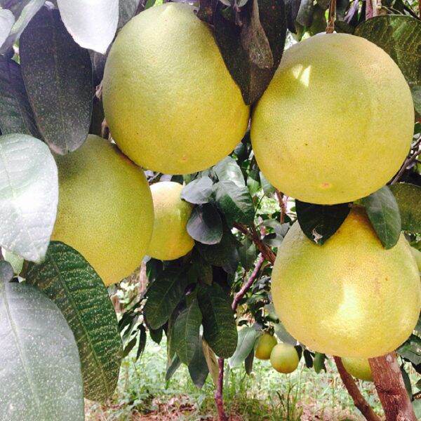 Cây giống bưởi lùn tứ xuyên