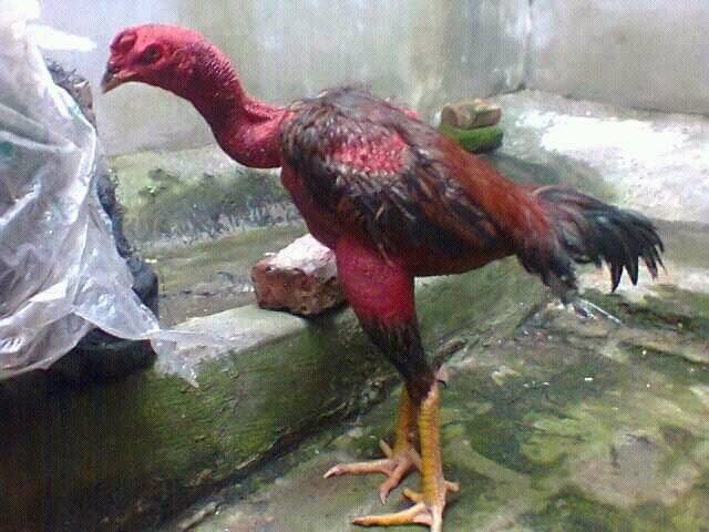 1 đôi bịt cựa gà chọi gà nòi thái lan