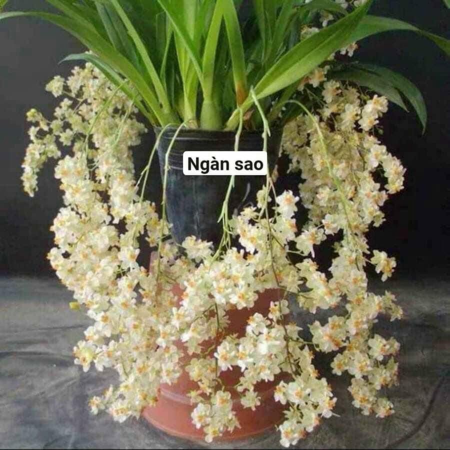 Hoa Lan vũ nữ ngàn sao