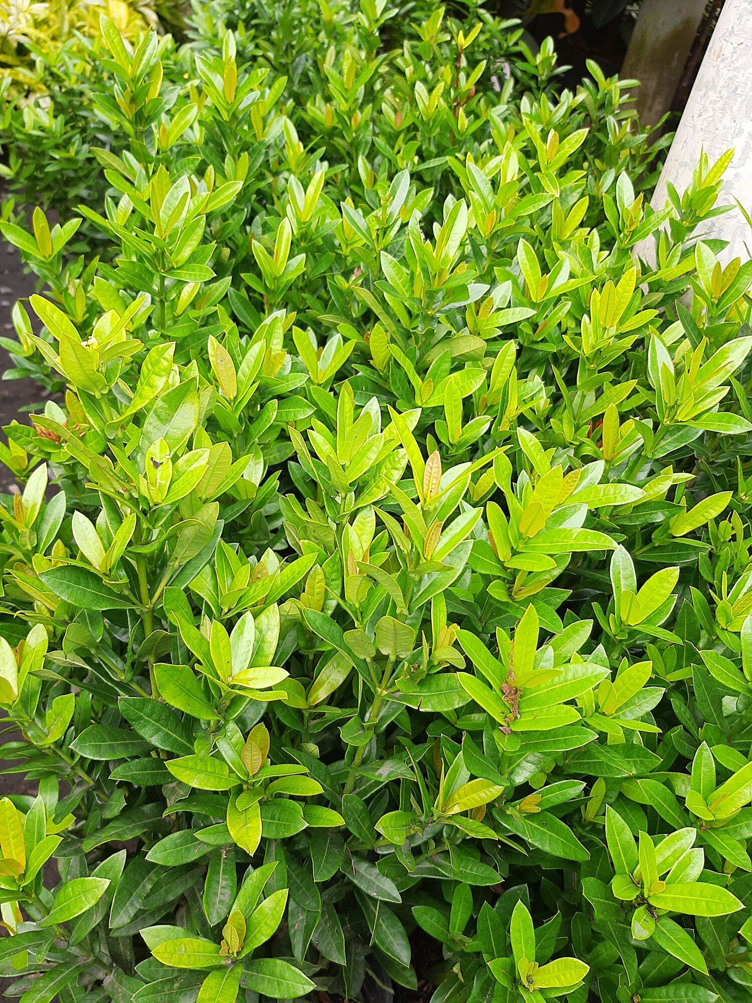 cây trang đỏ (mẫu đơn) lá nhỏ dáng thiên nhiên