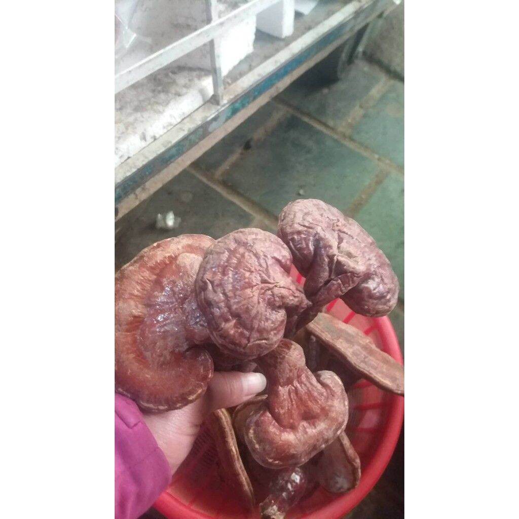500g nấm linh chi đỏ