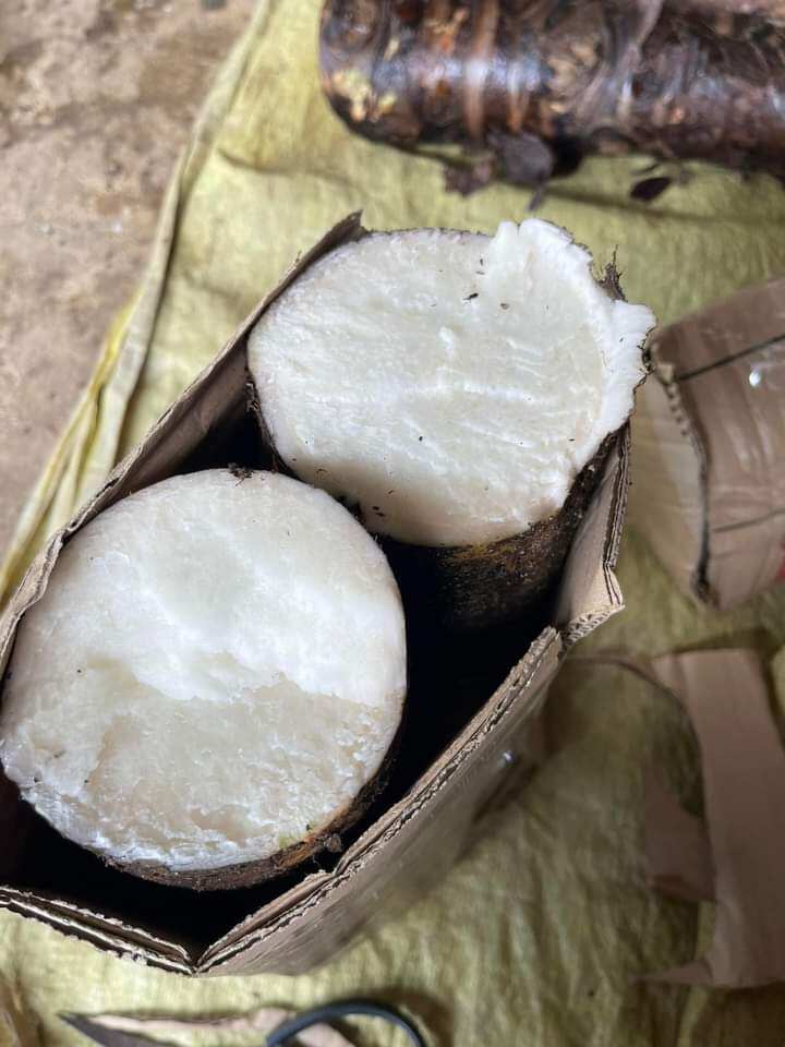 Củ bạc hà núi 5kg bao chất lượng