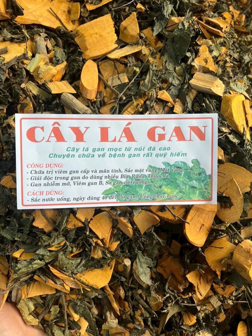 cây lá gan