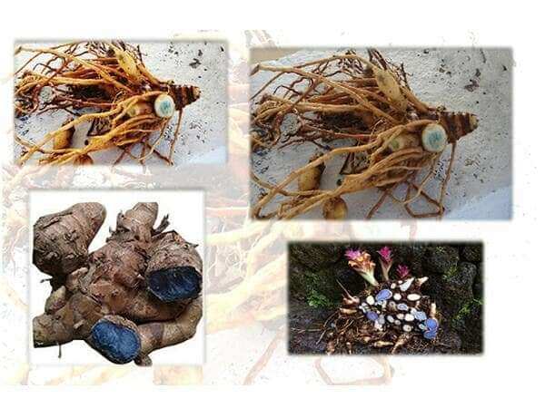 20 củ nghệ đen làm giống loại già( chưa mầm)
