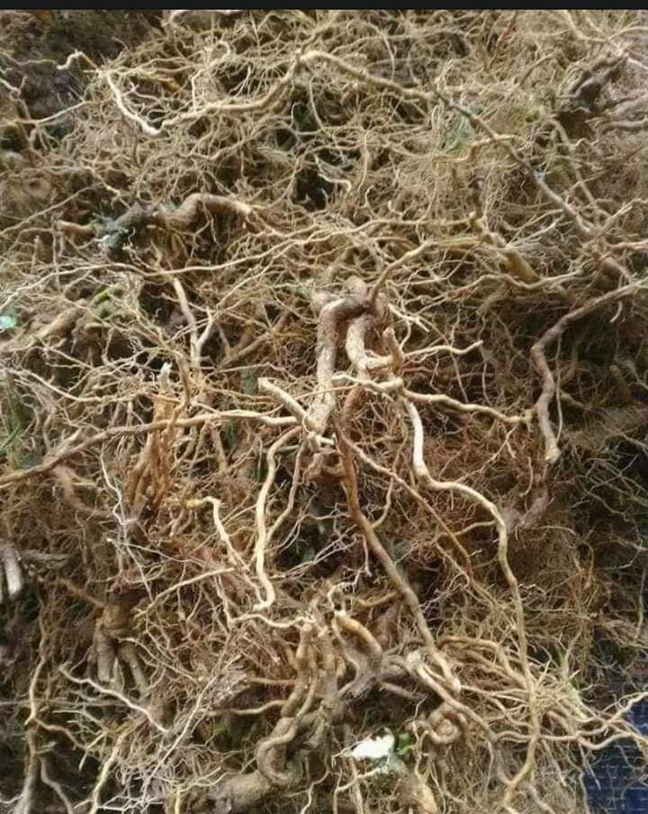 75k/500g rễ cây cà gai Leo núi nguyên chất