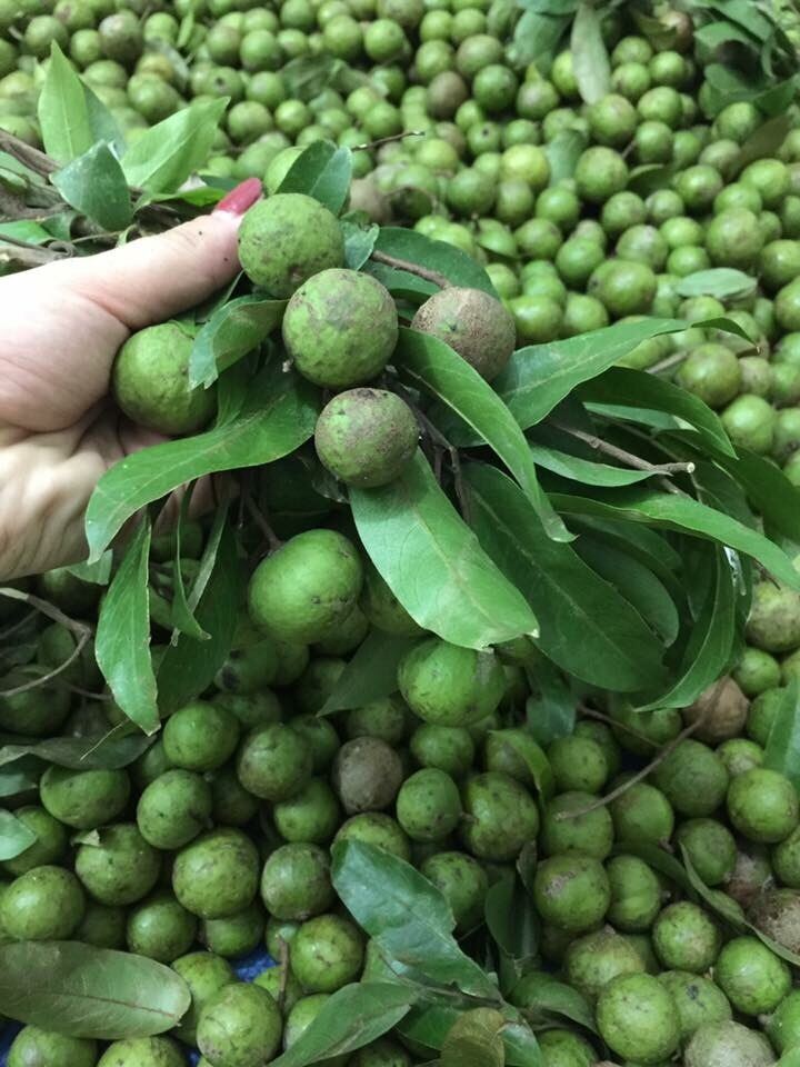 1kg quả sấu tươi