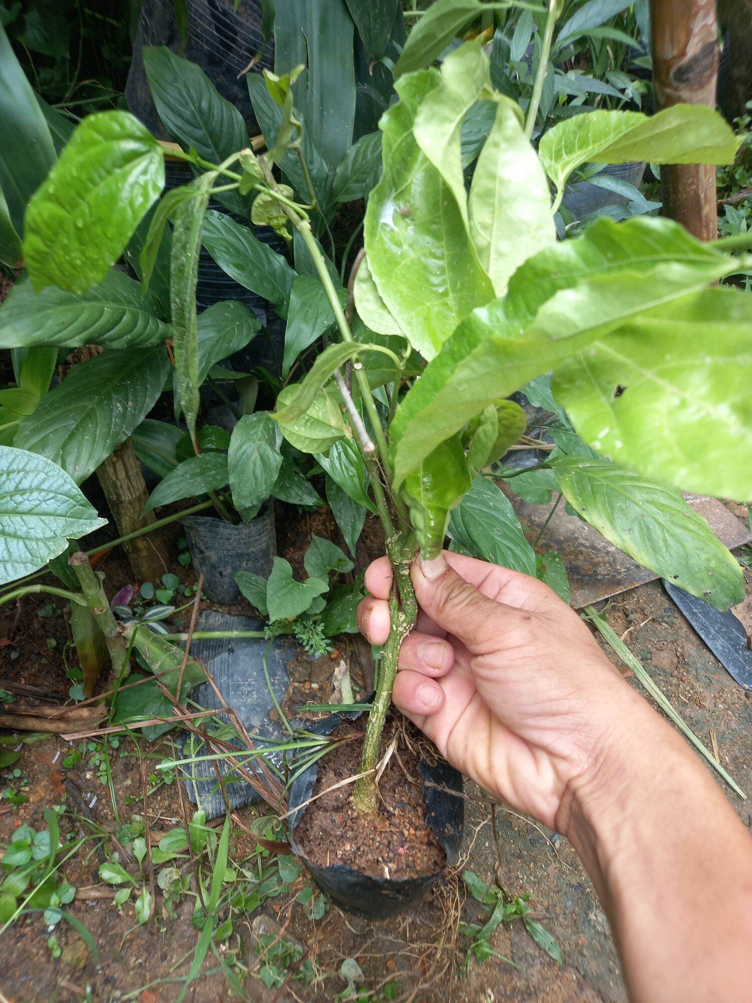 Cây chanh dây giống