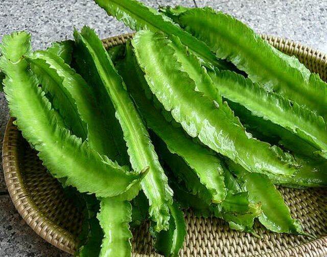 Hạt giống đậu rồng - đậu khế - gói 10gr