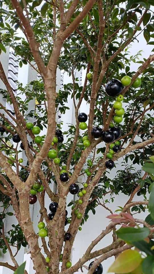 Cây nho thân gỗ tứ quý