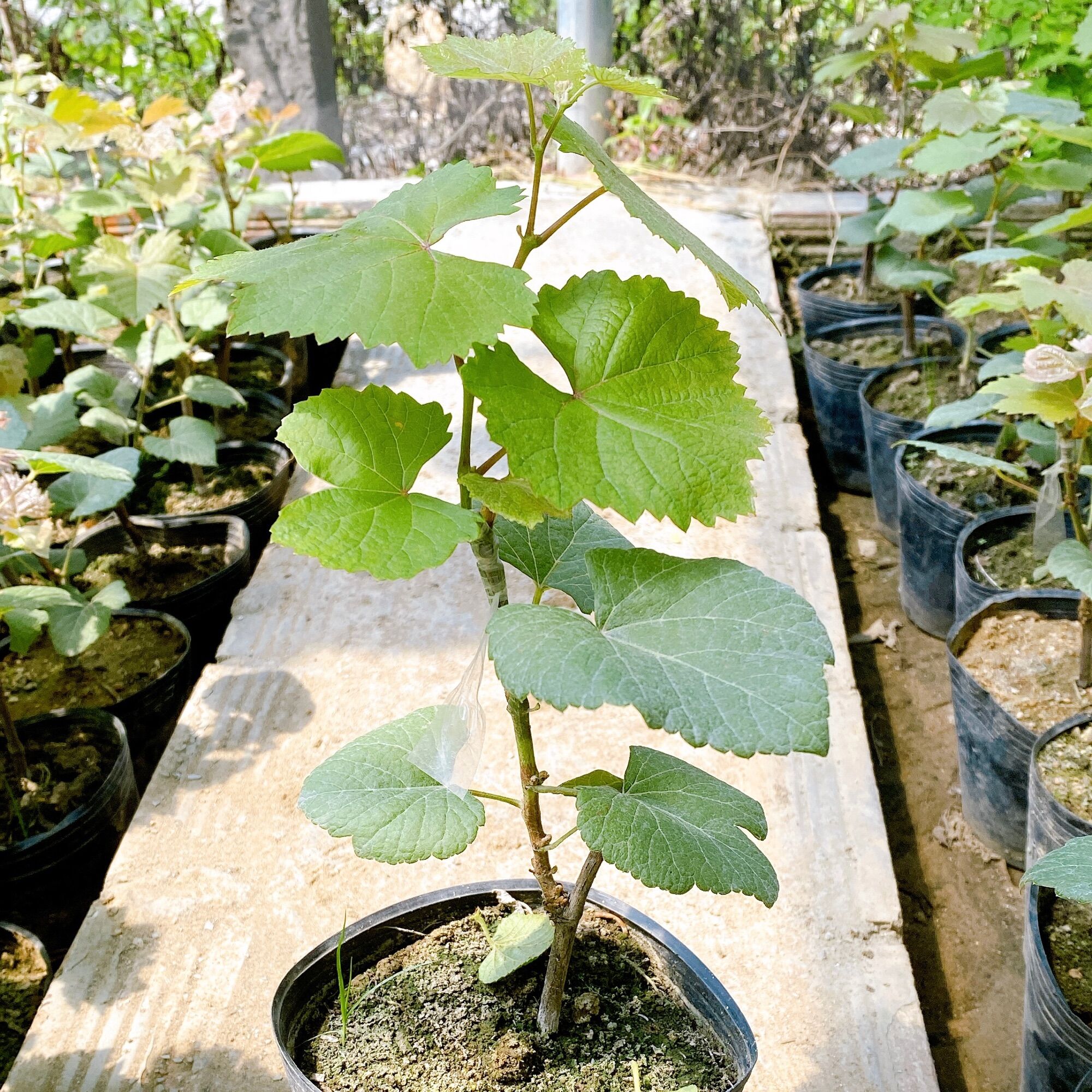 Cây Nho Giống Bailey ( Mẫu đơn đen )