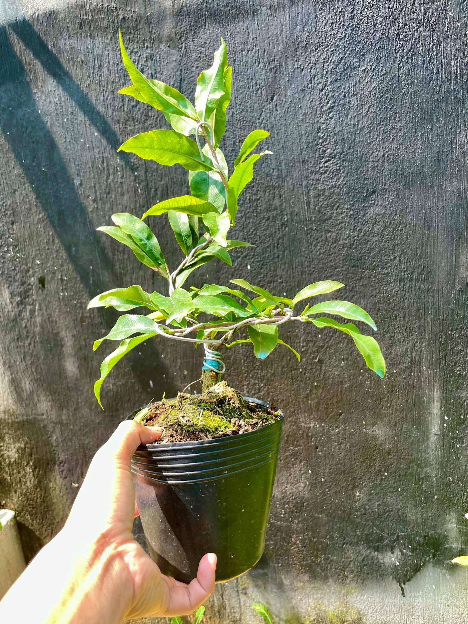 Mai giảo SIÊU BÔNG SÀI GÒN (bảo hành giống trọn đời)