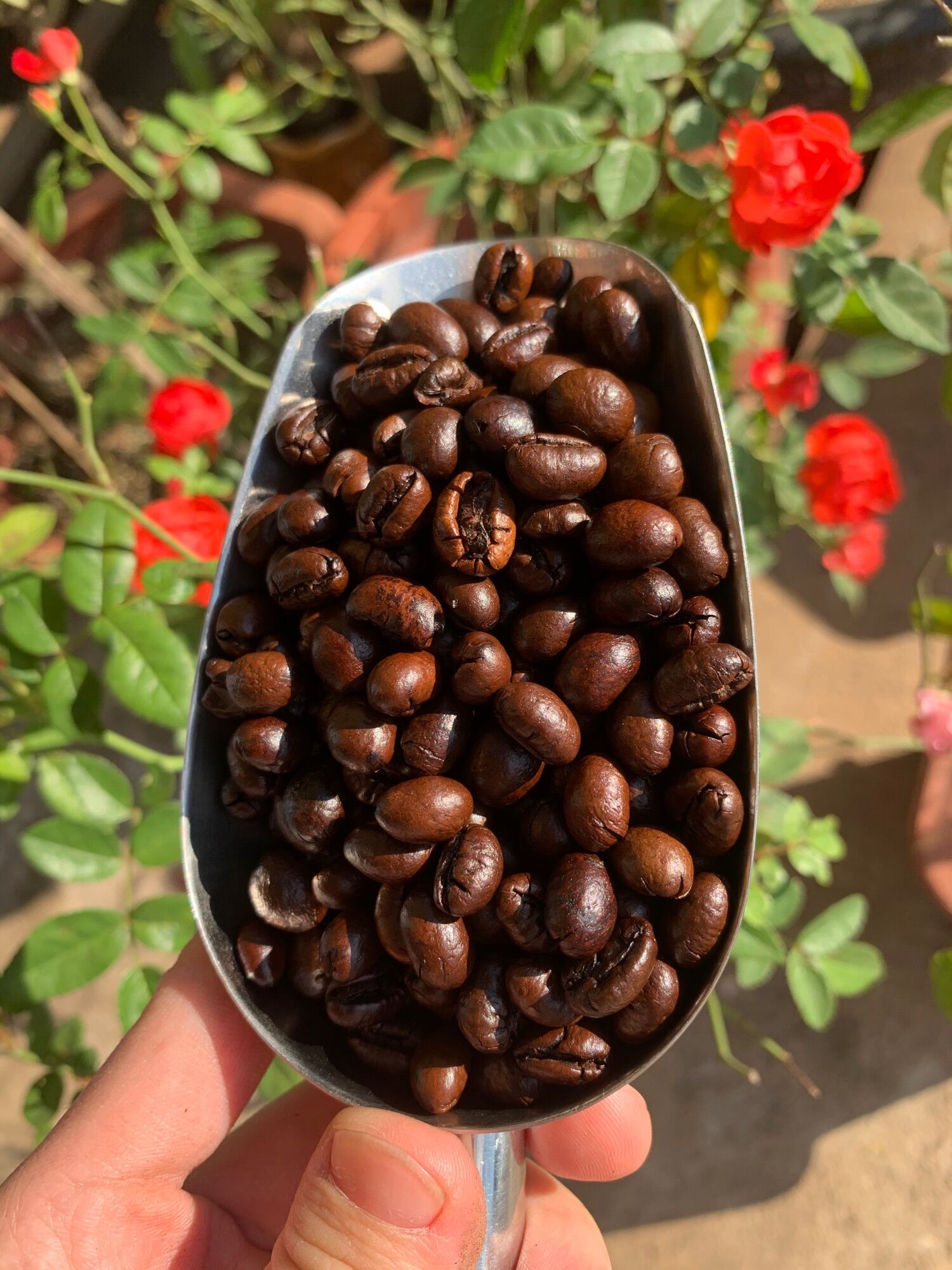 500g_ Cà phê nguyên chất Culi robusta