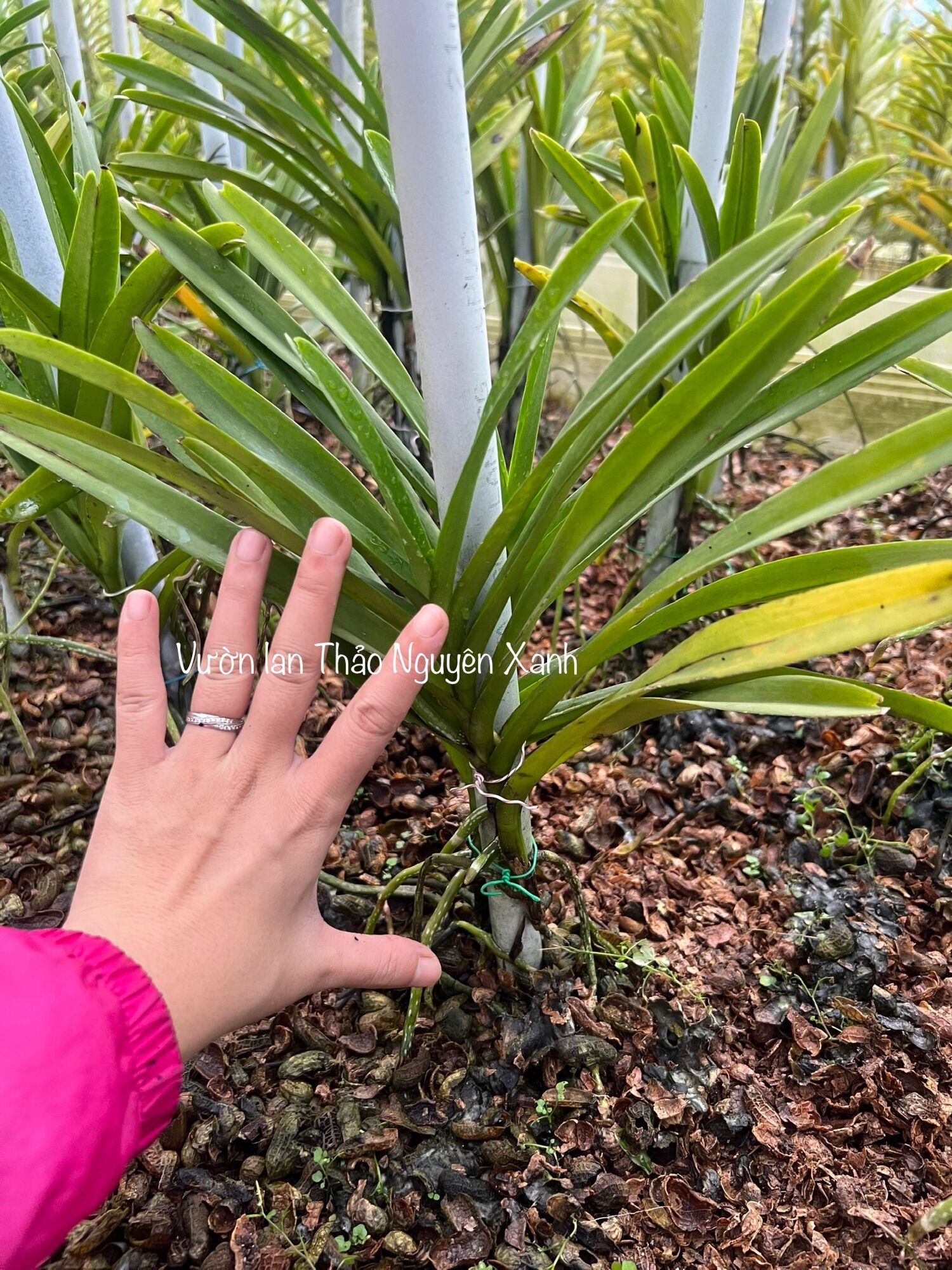Lan Mokara Con Màu Đỏ - Cao 20-40cm