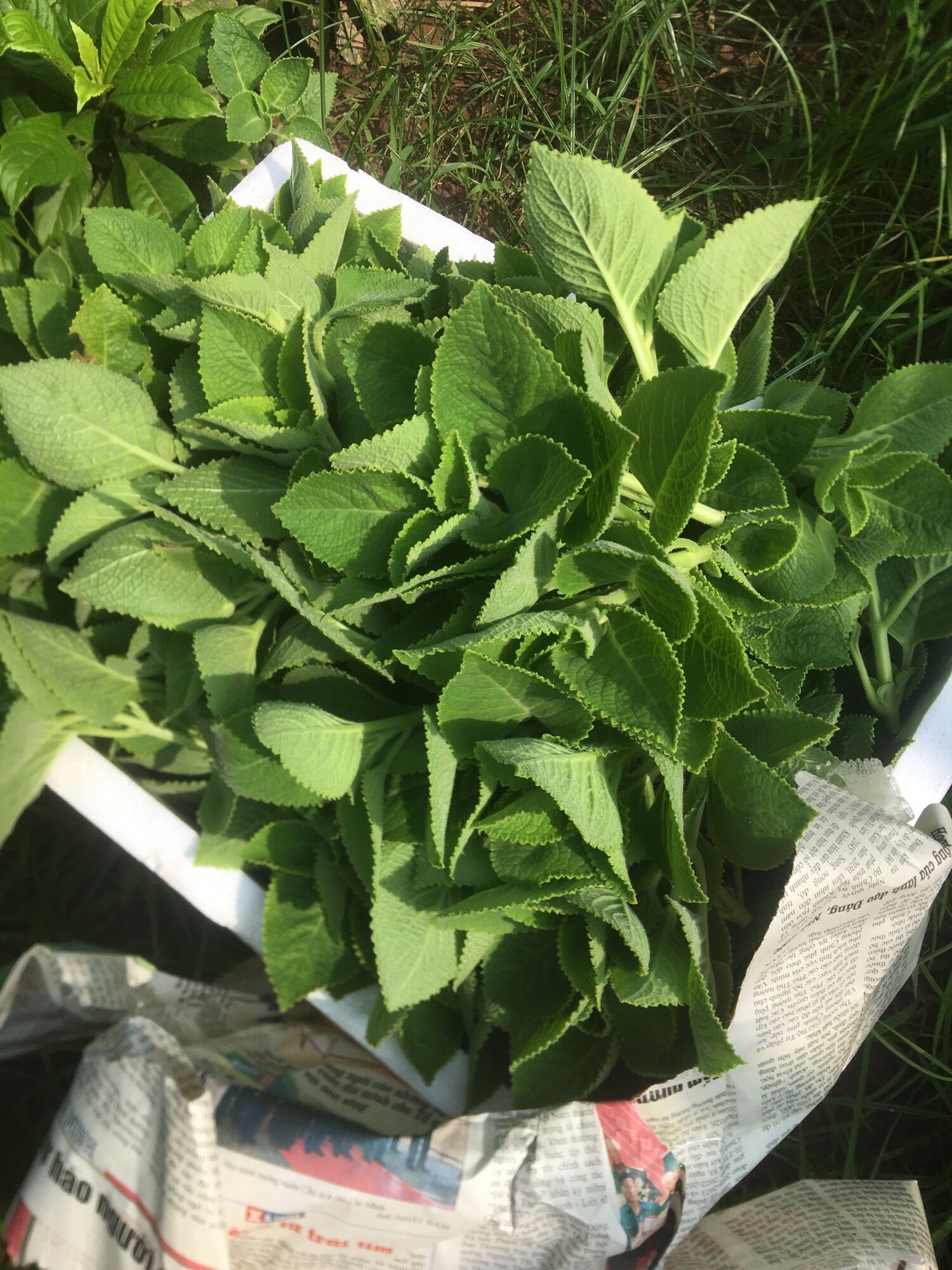 Húng chanh nhà trồng 500g