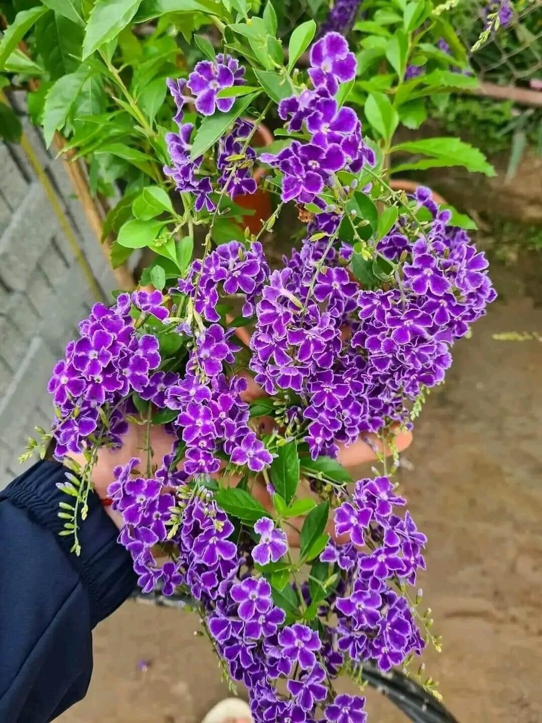 Cây chuỗi Ngọc tím
