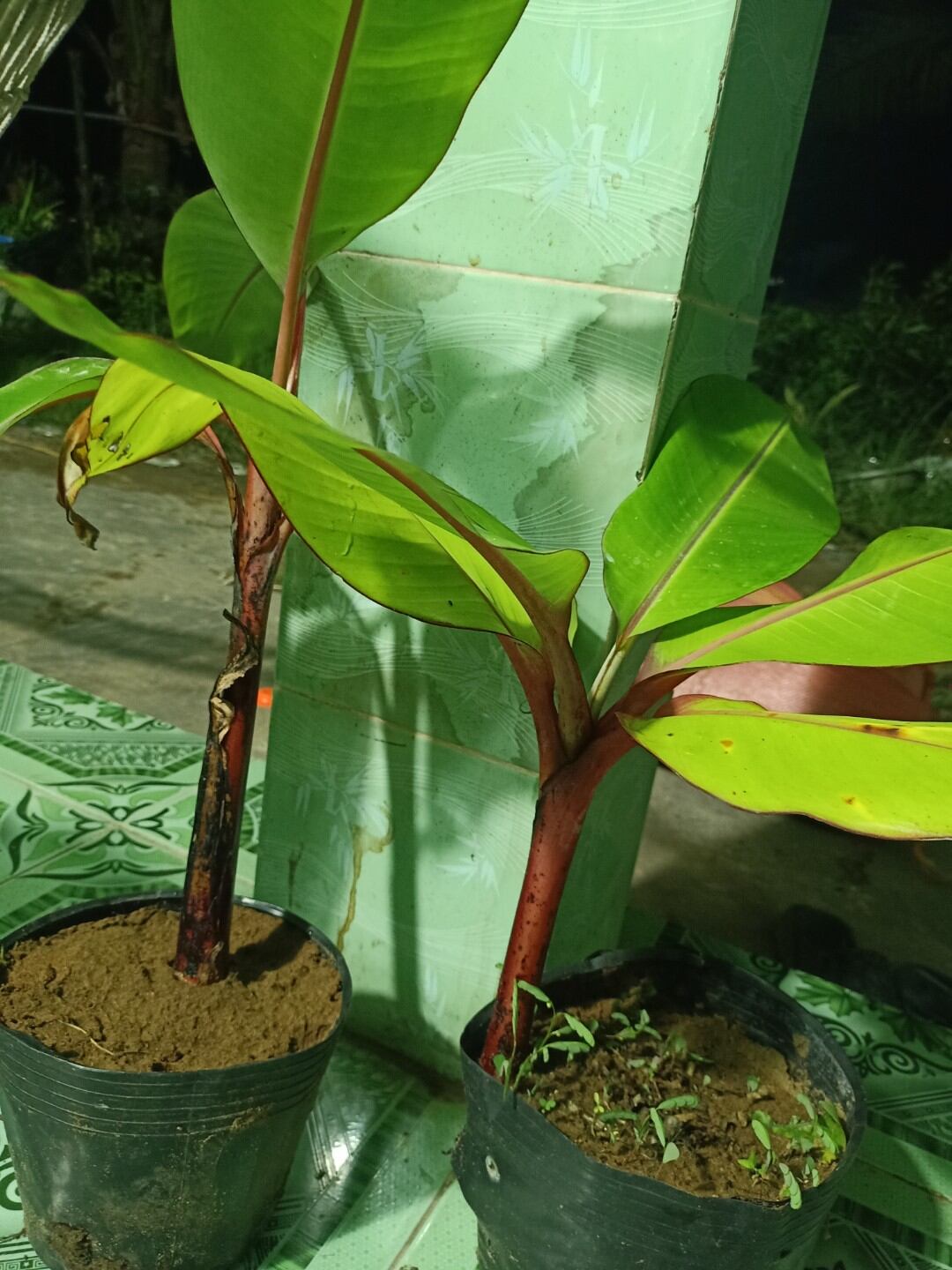 cây giống chuối trái đỏ