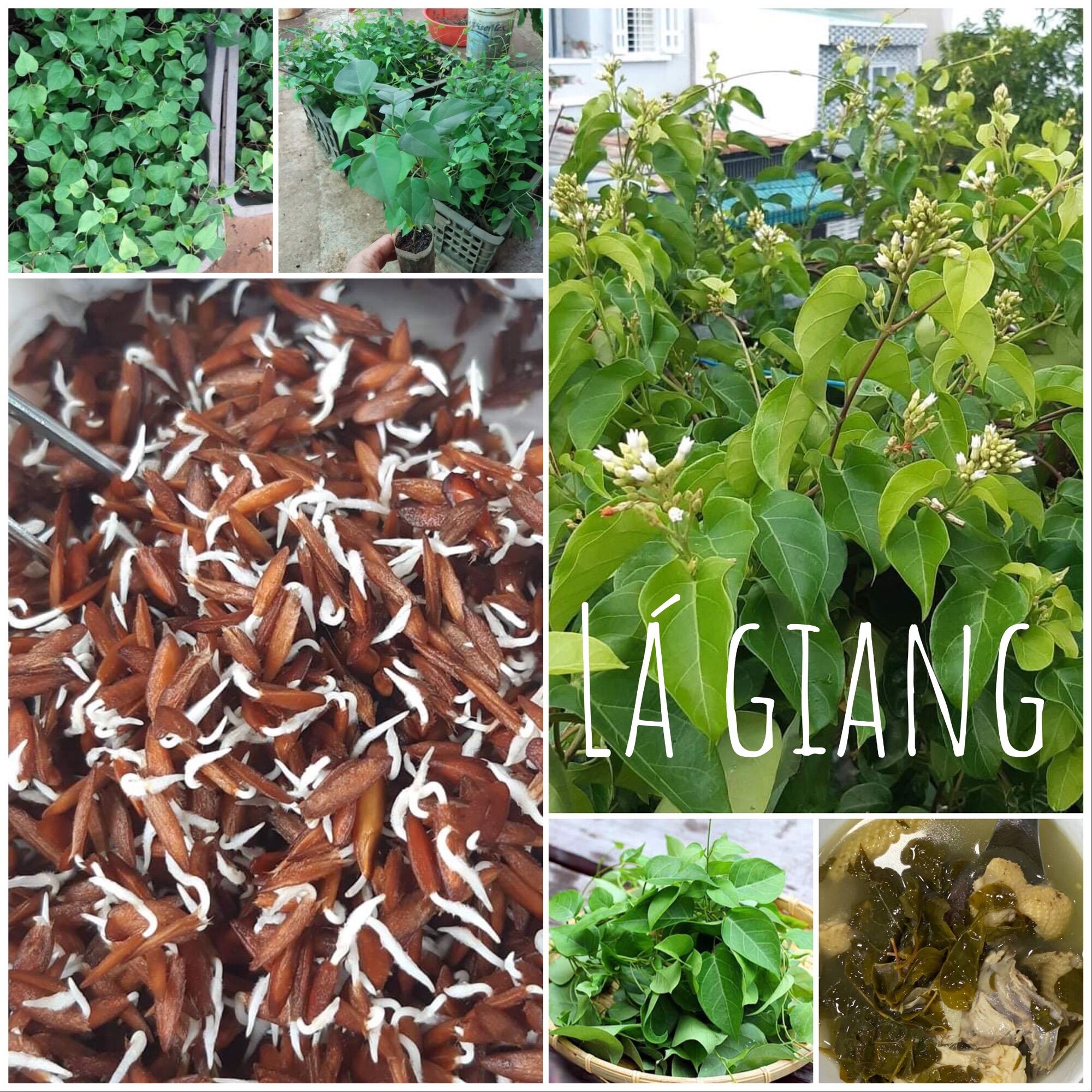 5 hạt giống cây lá giang