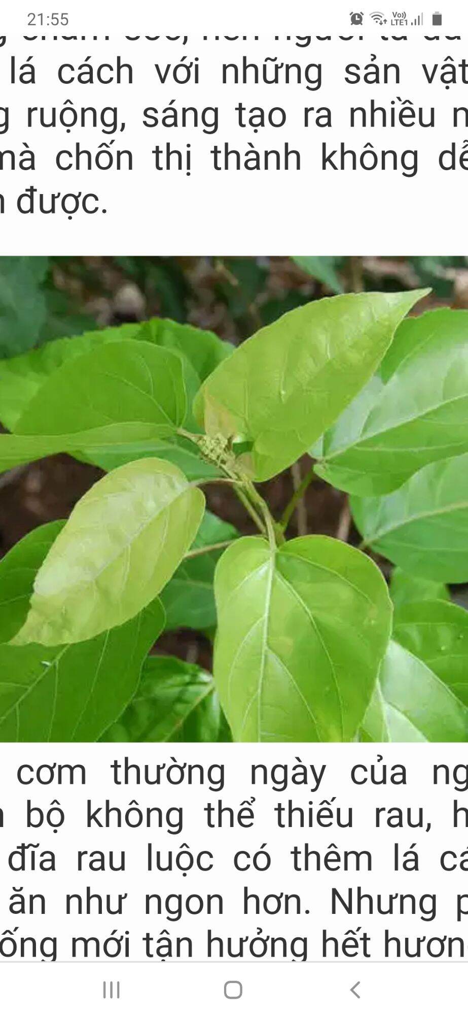 2 cây giống lá cách - vọng cách ăn lá, thảo dược.