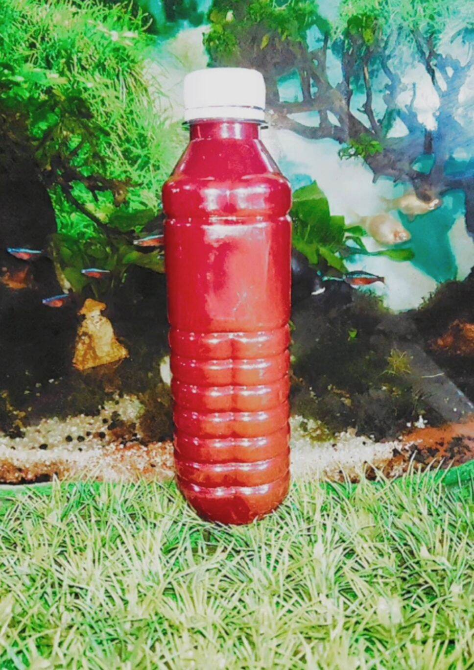 PSB Vi khuẩn quang hợp