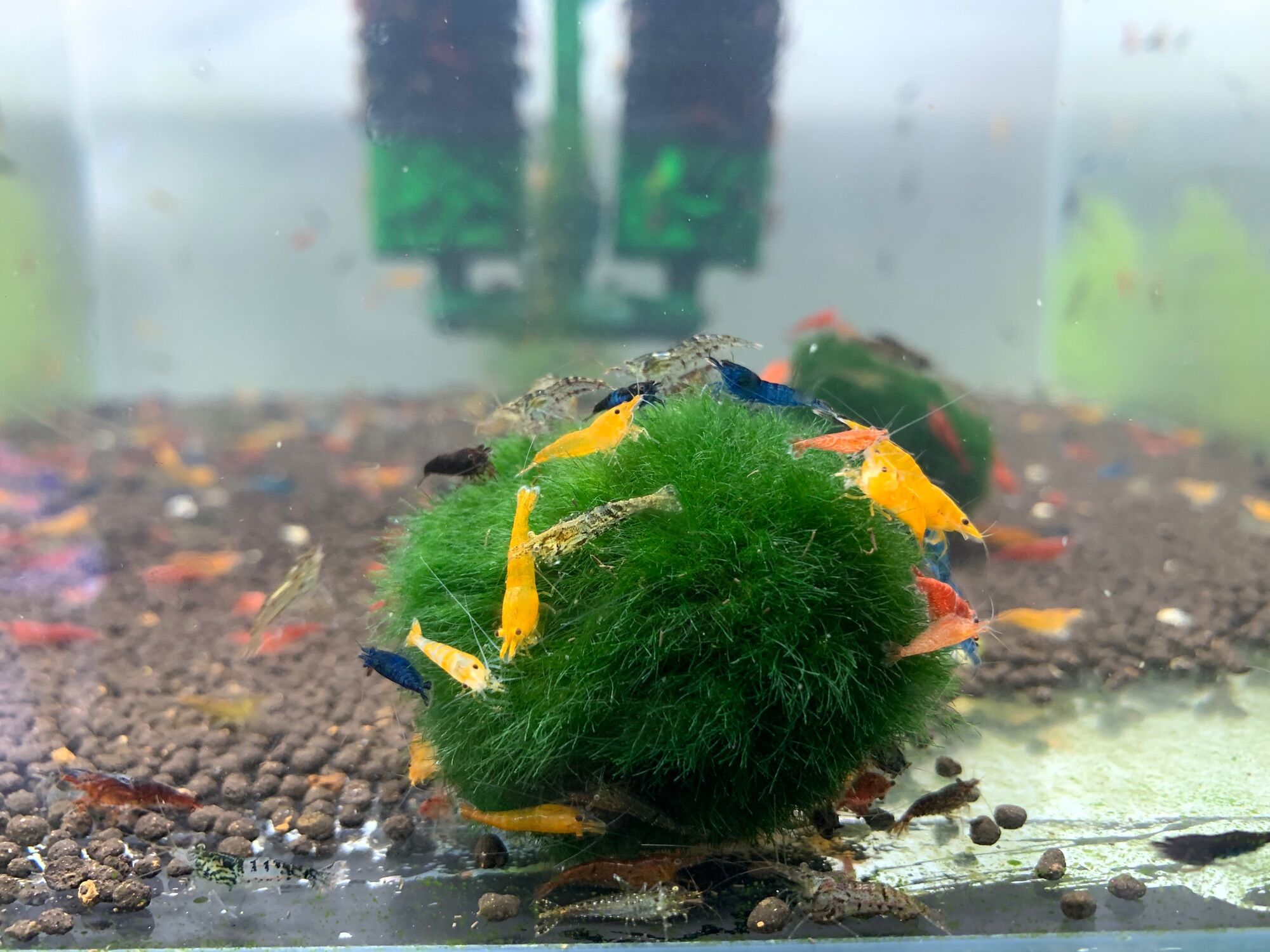 1 Viên tảo cầu may mắn Mossball