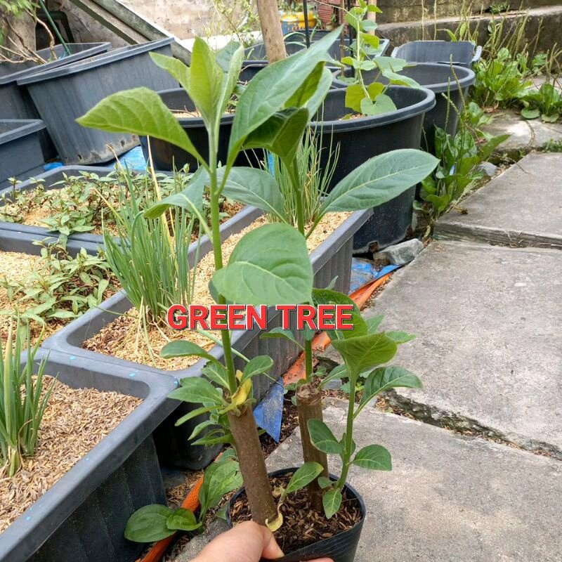 Cây giống mật gấu(cây lá đắng) chậu 2 cây
