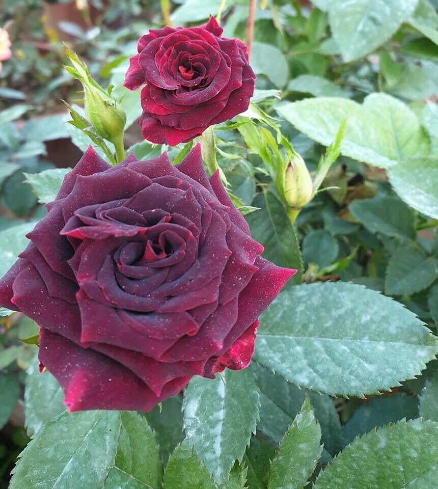 Hoa hồng bụi Abracadabra Rose - phù thuỷ đen