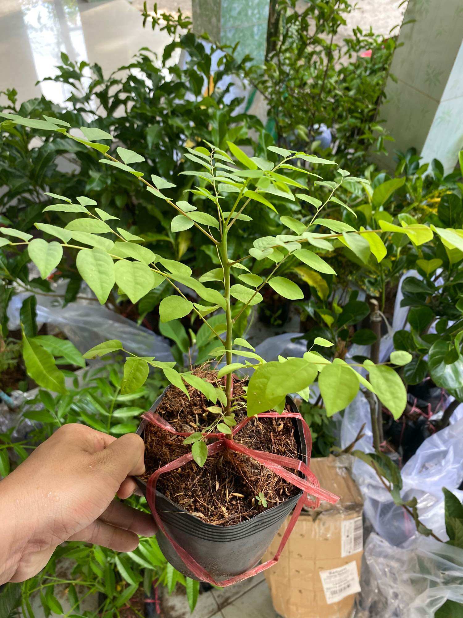 Cây chùm ruột ( cây giống )