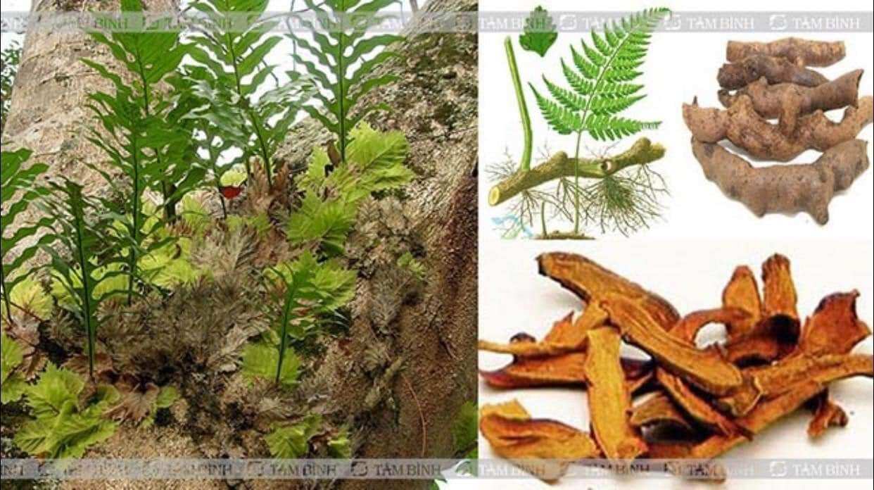 1kg Cốt Toái Bổ ( Tắc Kè Đá ) thái lát phơi khô giúp mạnh xương khớp, bổ thận hoạt huyết tán ứ