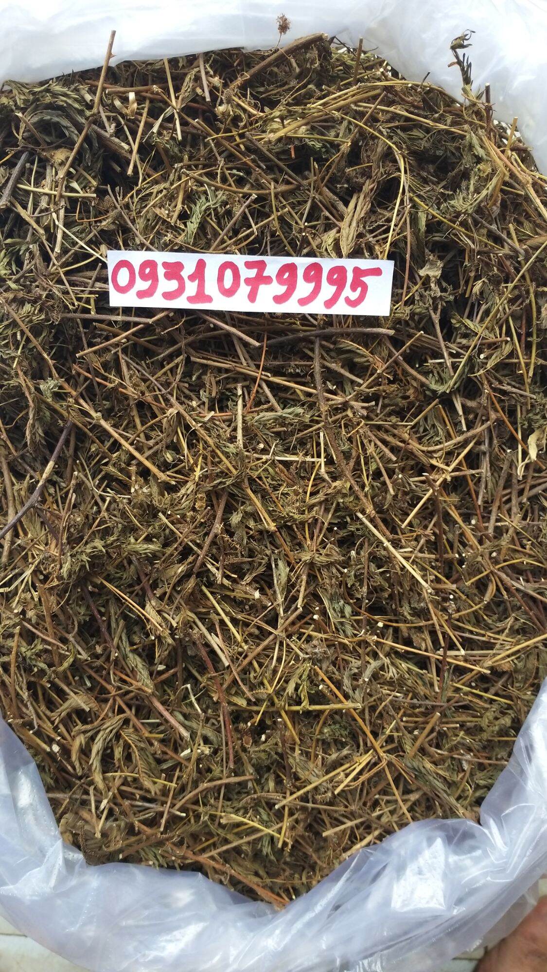 cây mắc cỡ - cây xấu hổ phơi khô 1kg