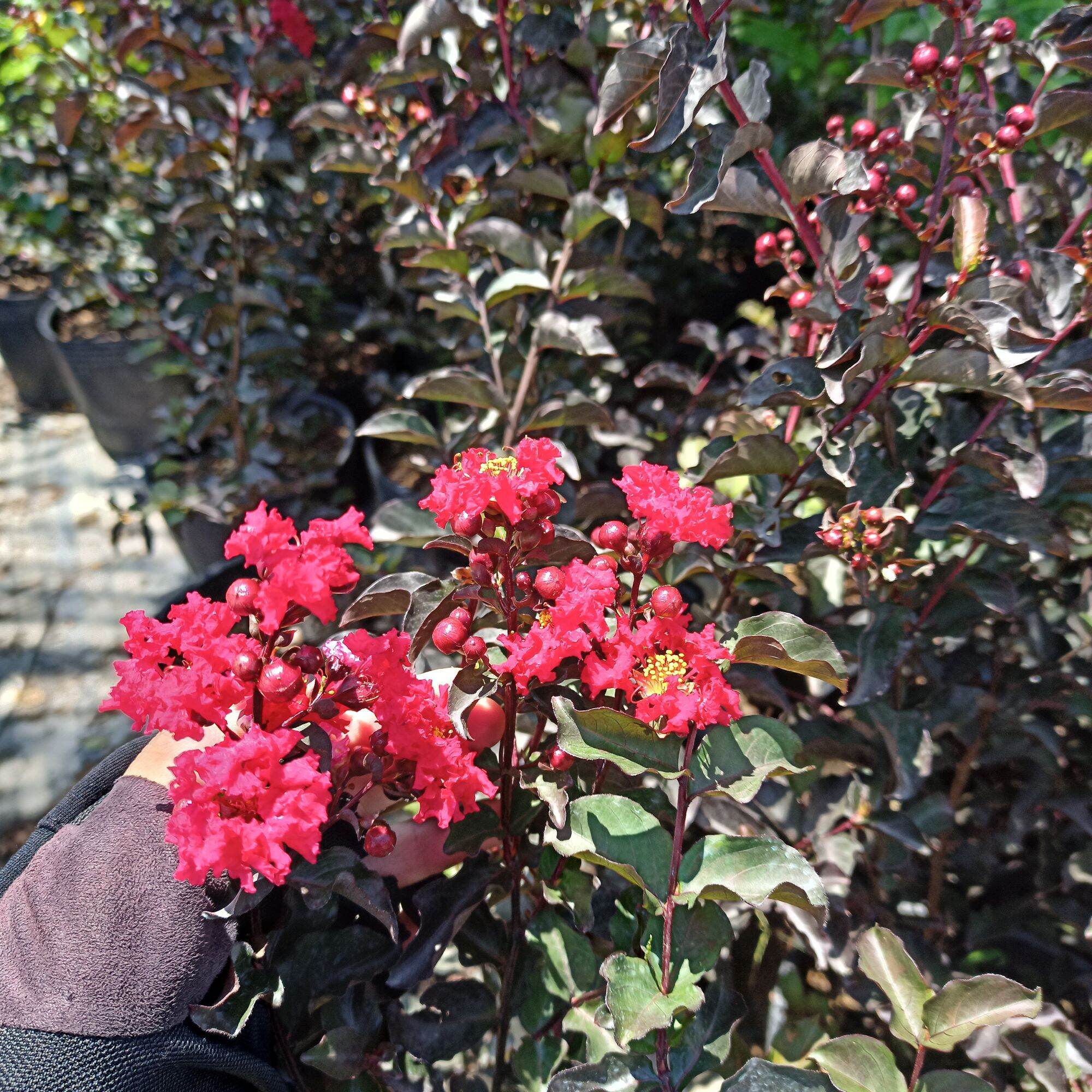 Cây tường vy huyết long cao từ 40cm