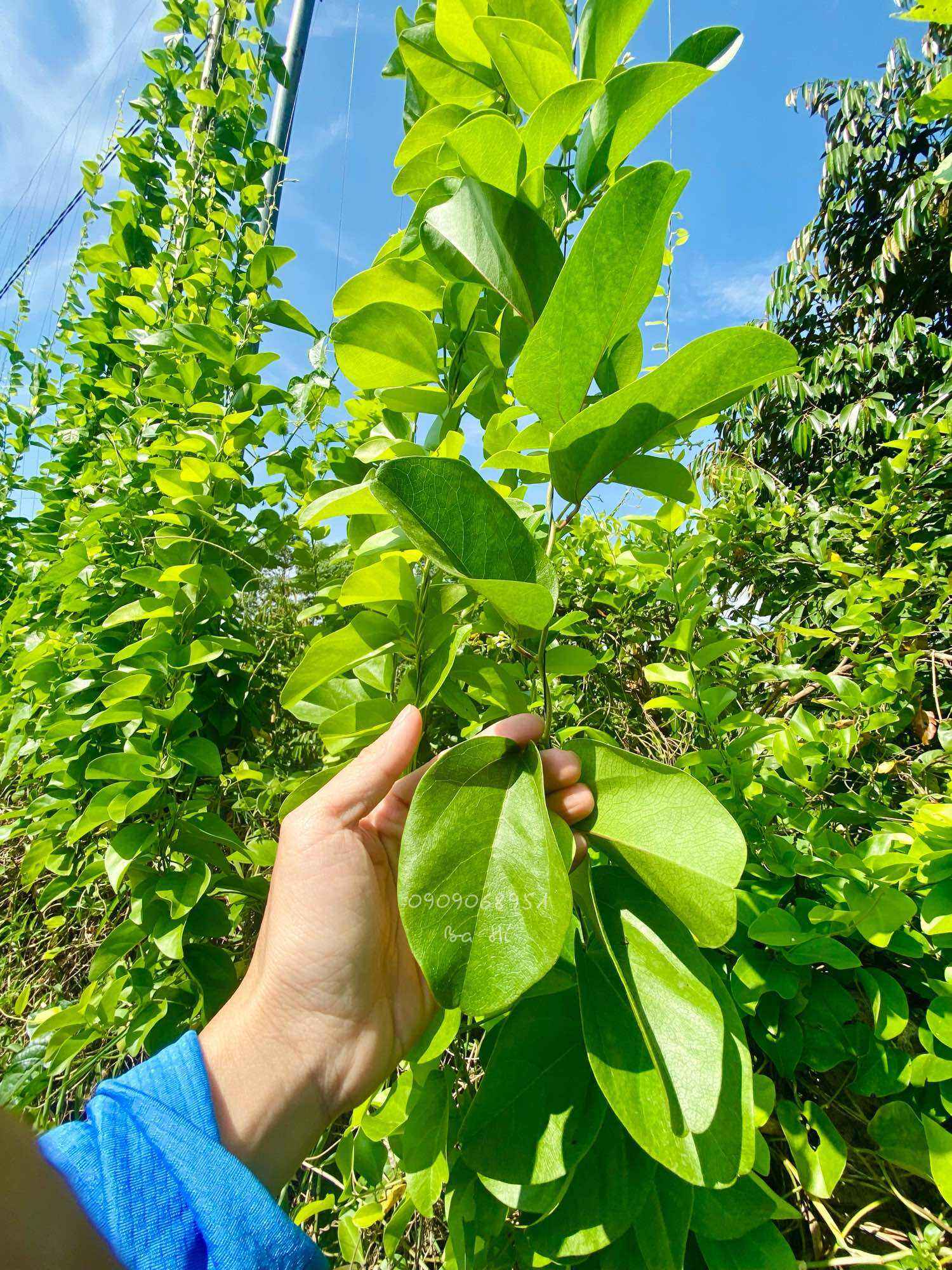 Lá sương sâm trơn hữu cơ (100gr)