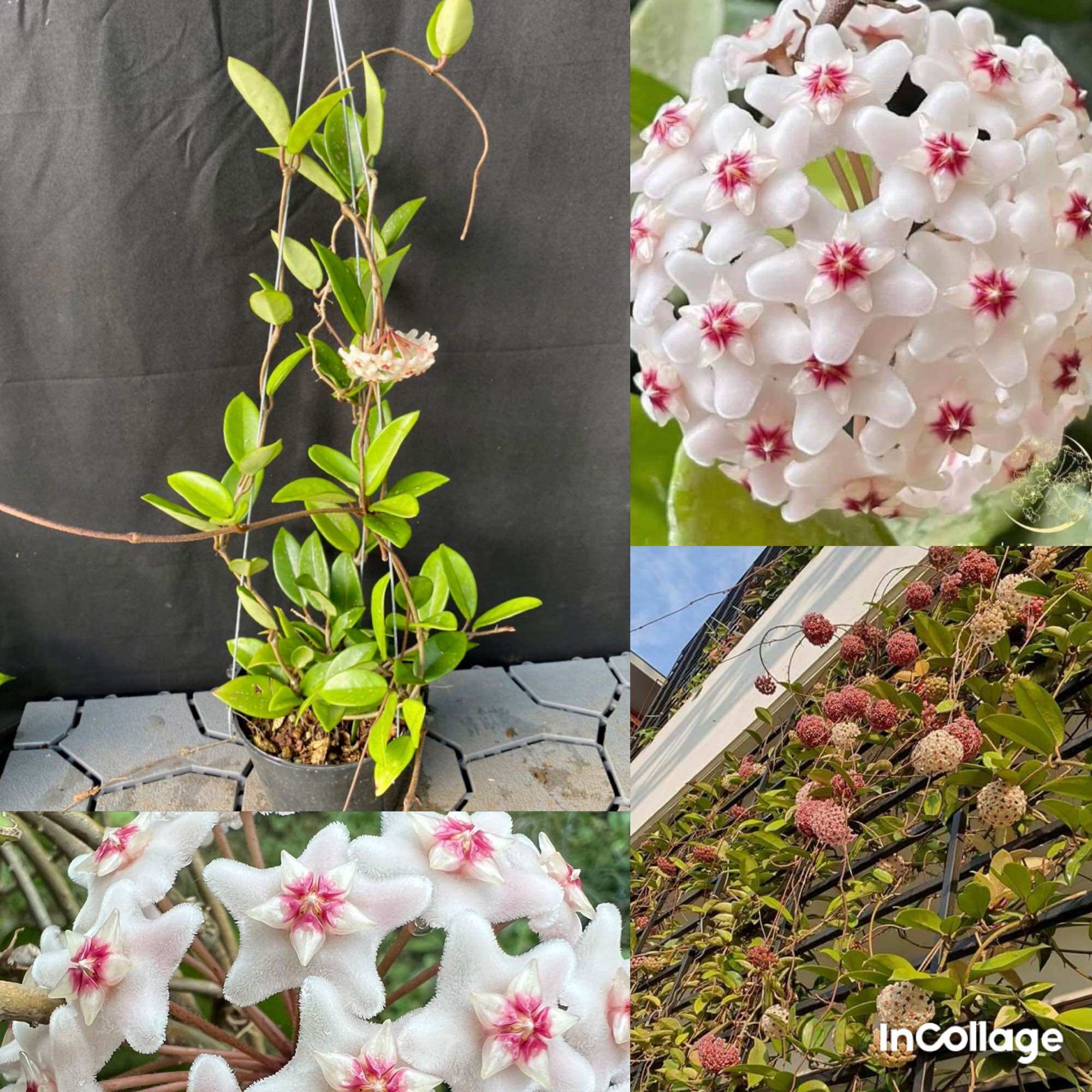 Hoa Cẩm cù hoya carnosa white hoa thơm, siêng hoa