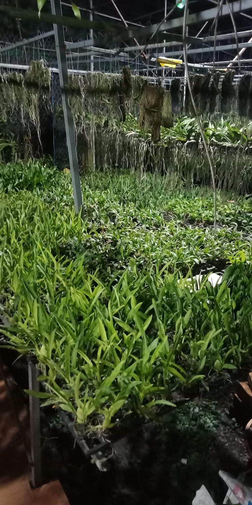 Vũ nữ Ha- nu -maan giống hoa thơm