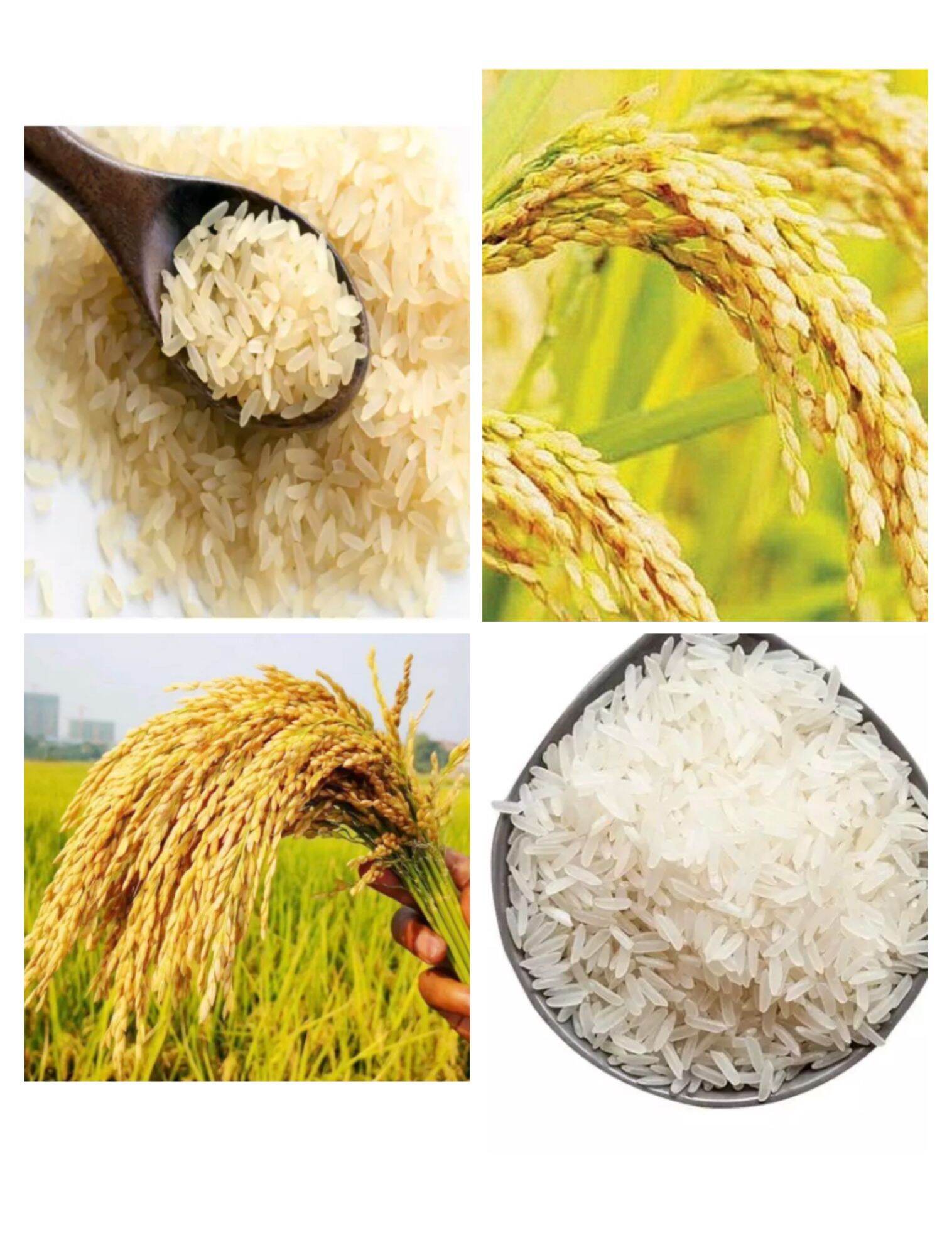 Hạt giống lúa lứt tẻ thơm, lúa lứt Séng cù túi 1kg