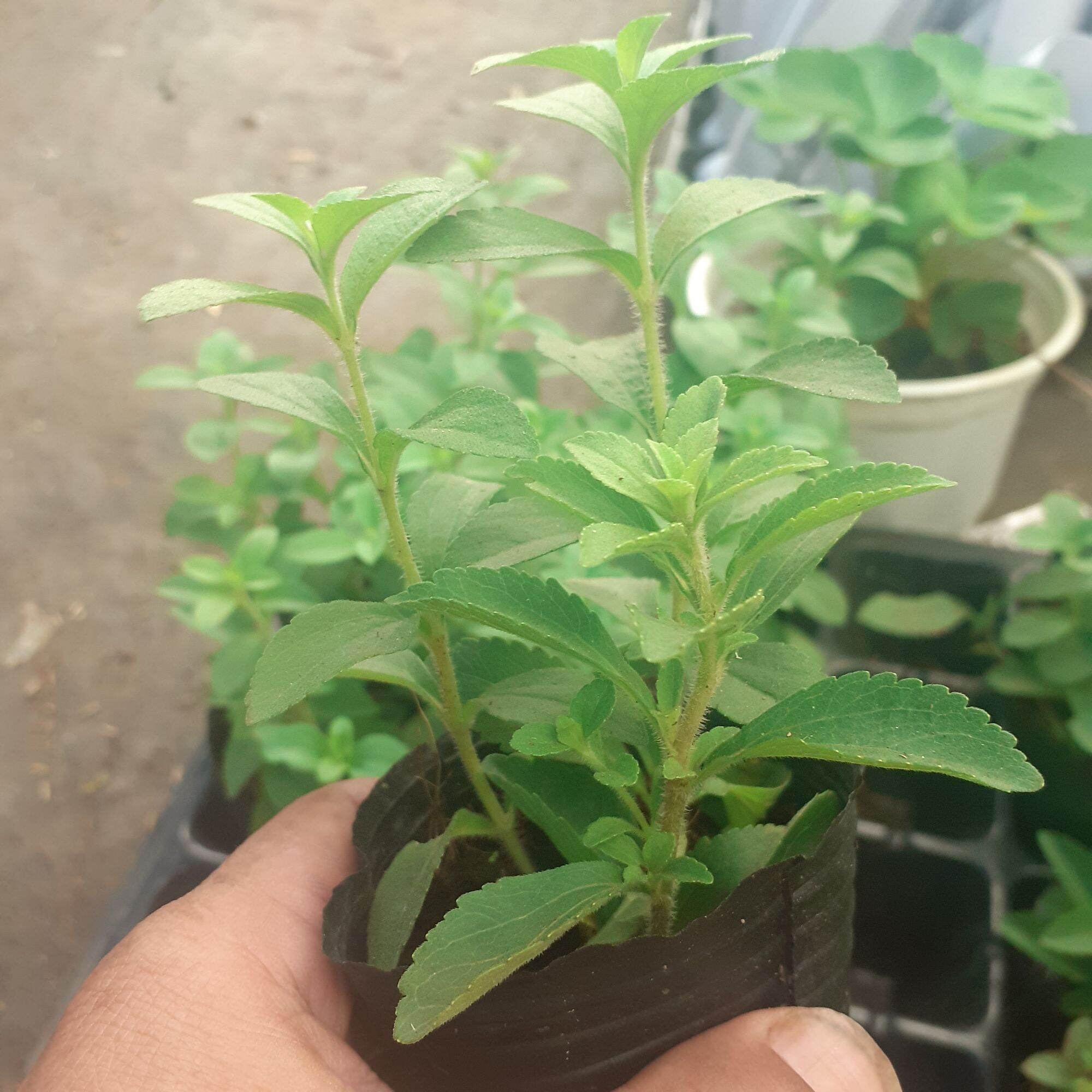 Cây cỏ ngọt bầu