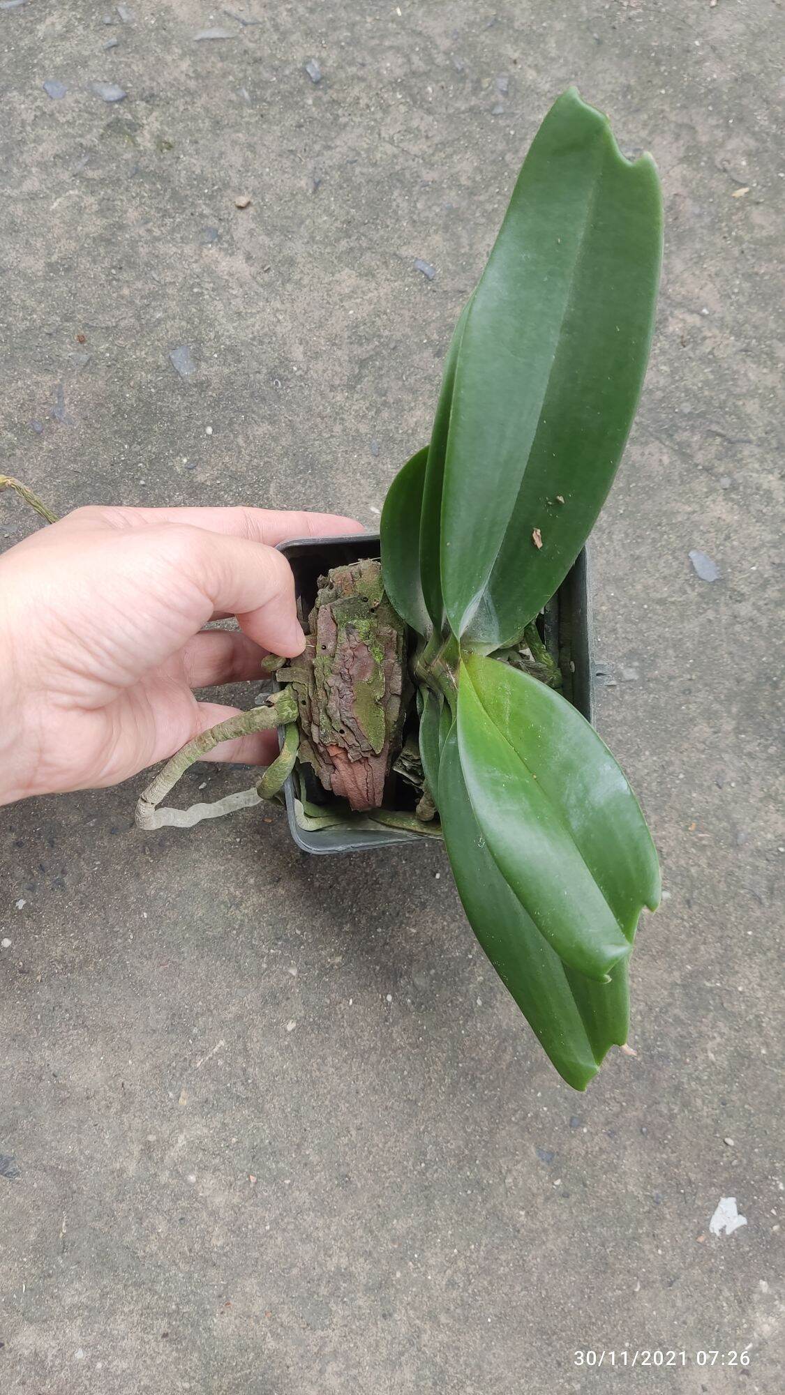 Ngọc điểm lá mít cây năm 2
