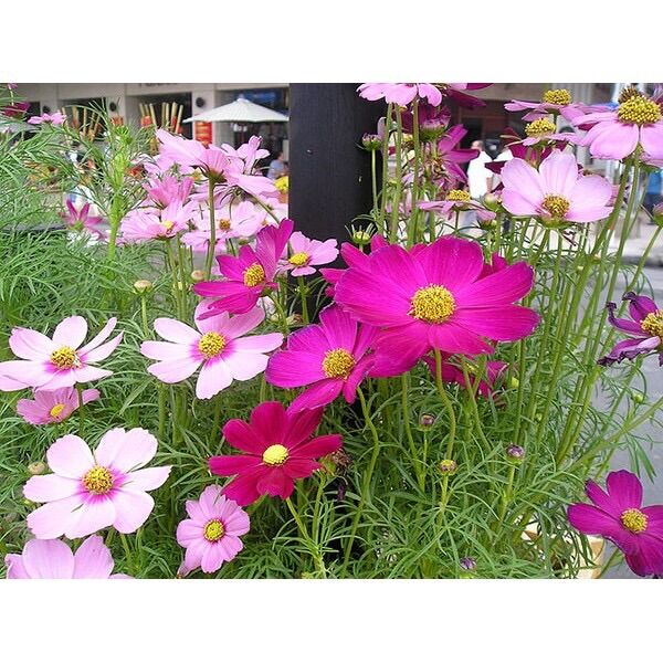 Hạt giống Cúc Sao Nhái mix màu 500-600 hạt