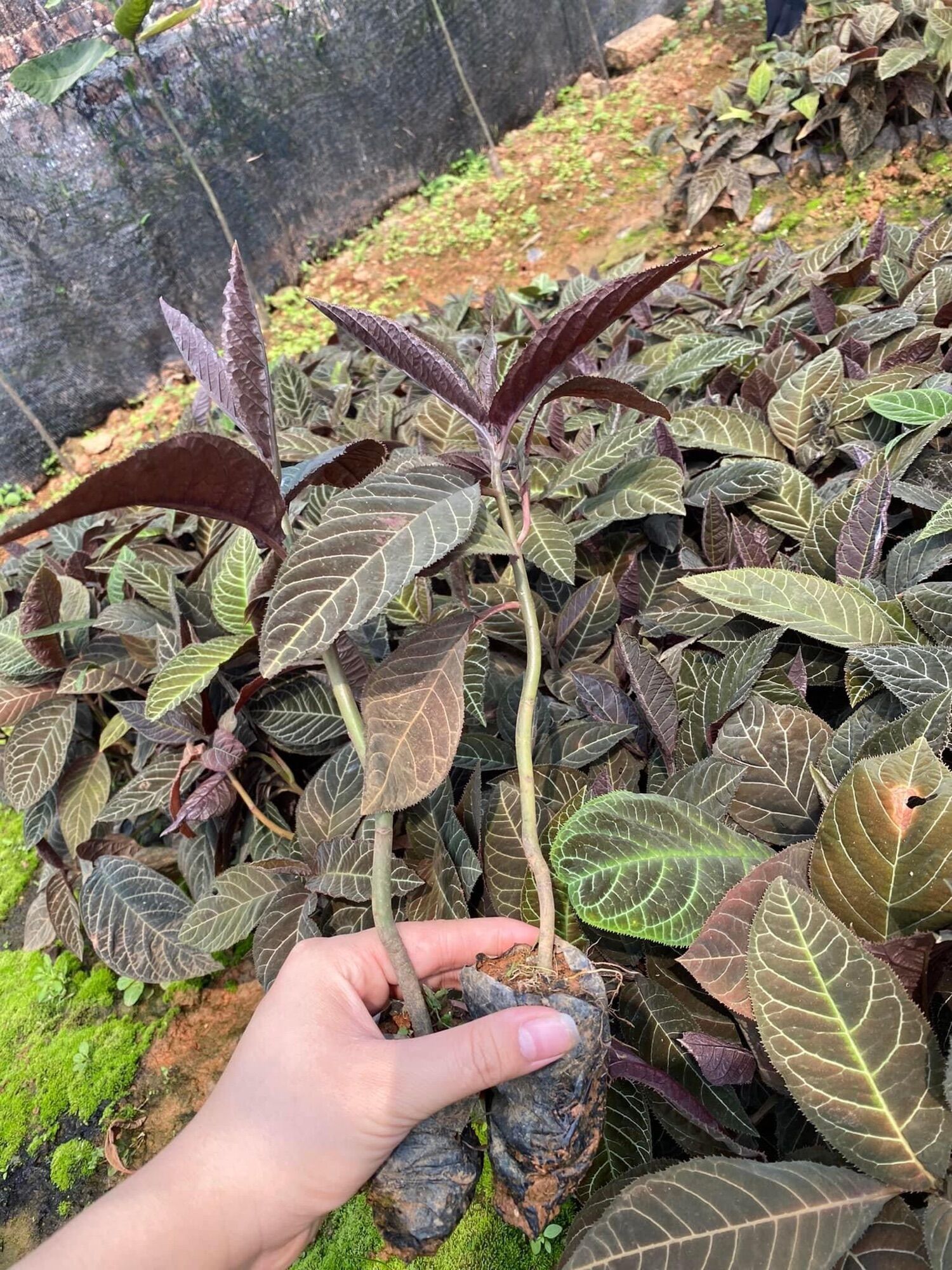 Cây giống khôi nhung tía