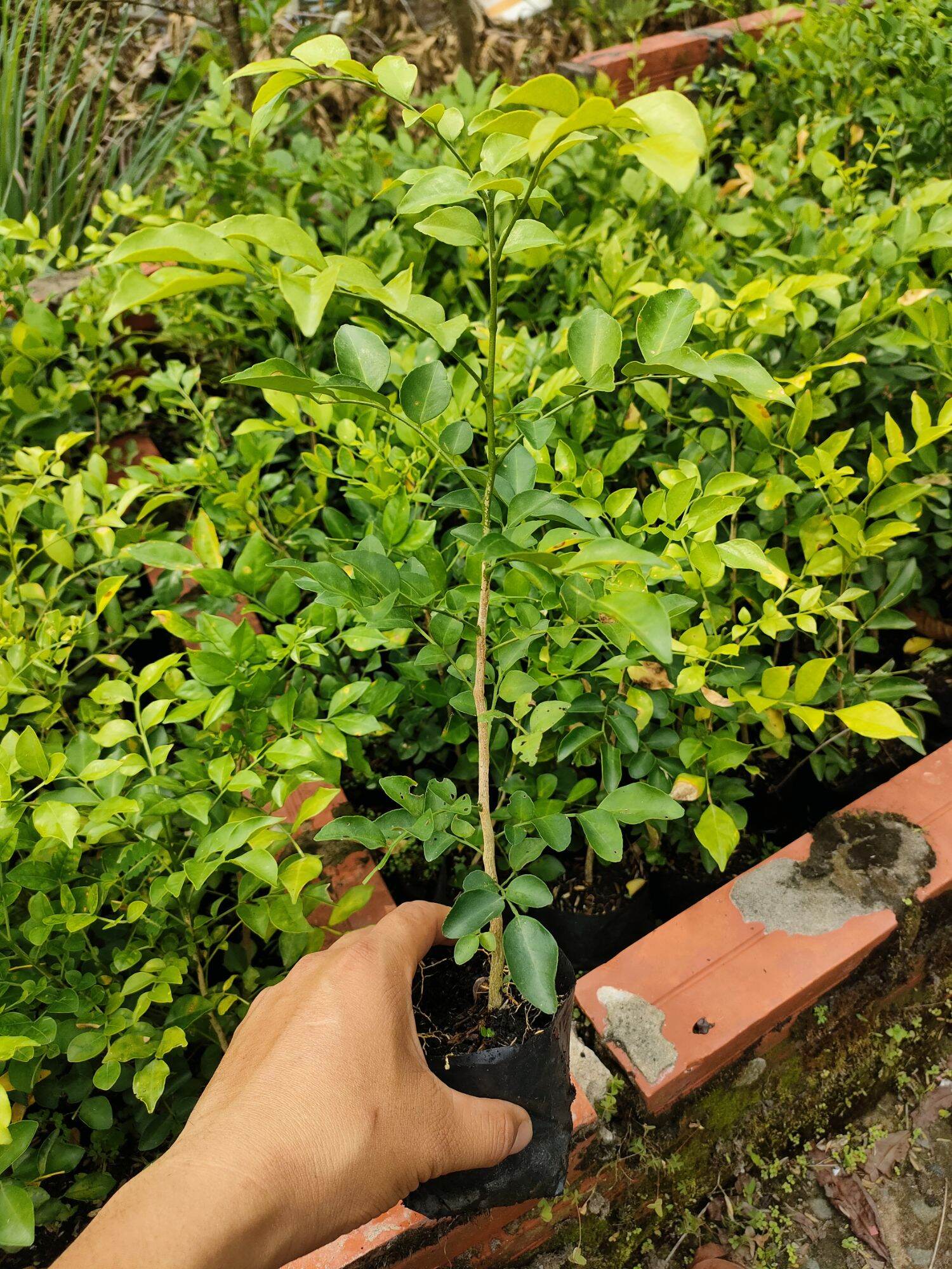 Combo 10 cây hoa nguyệt quế giống