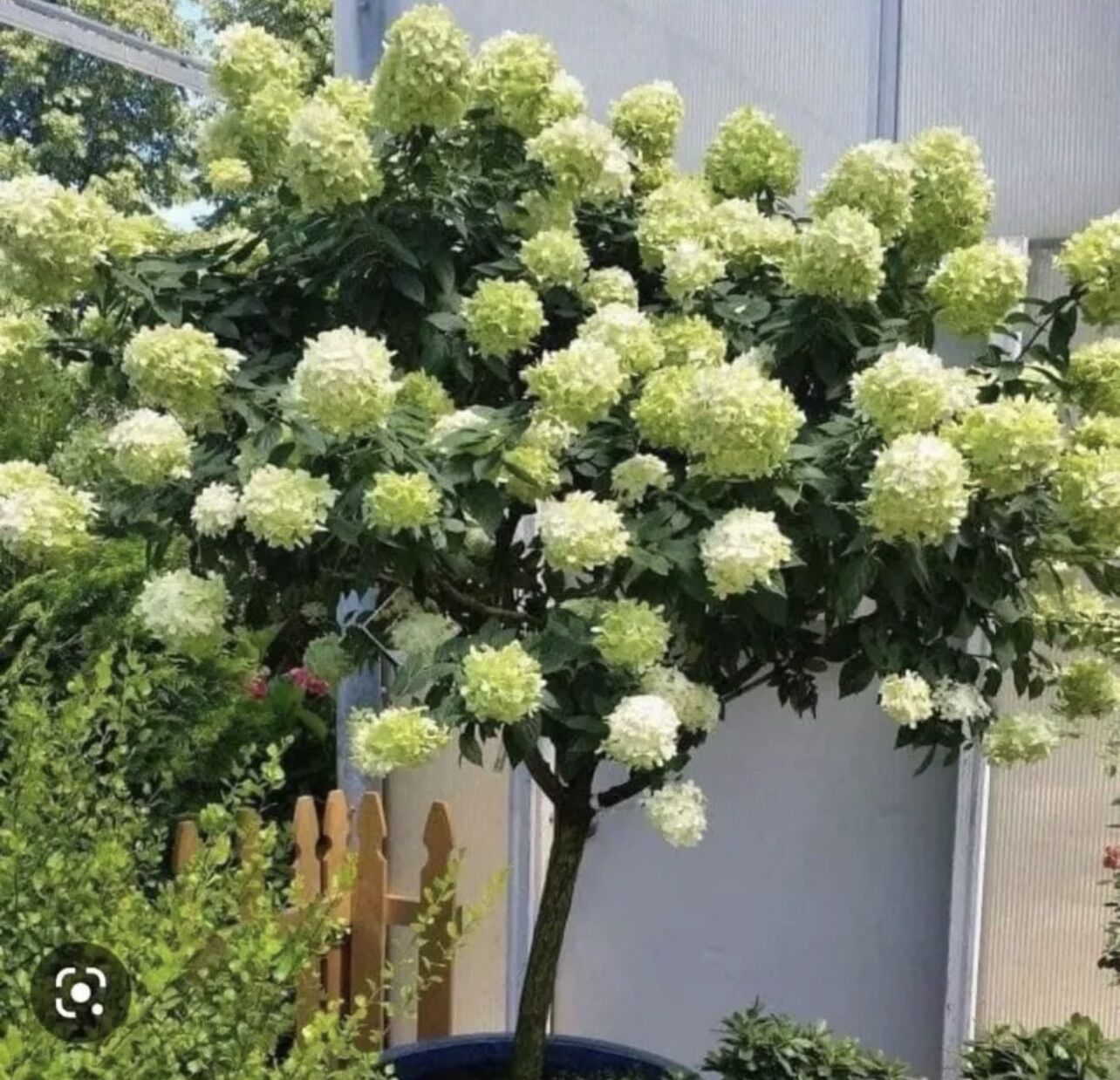 Cây giống Cẩm cầu tuyết (1caay)