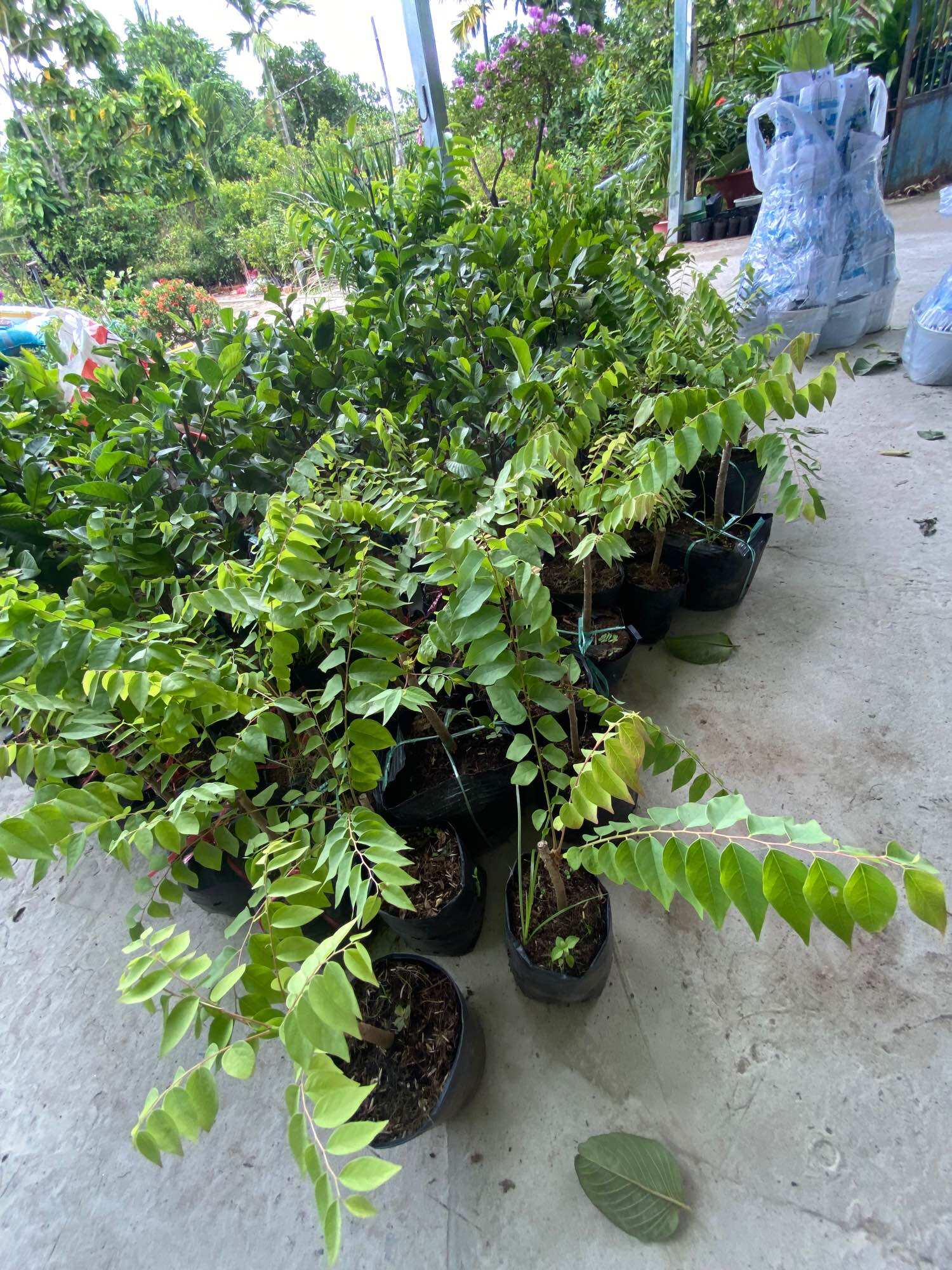 Cây giống chùm ruột ngọt
