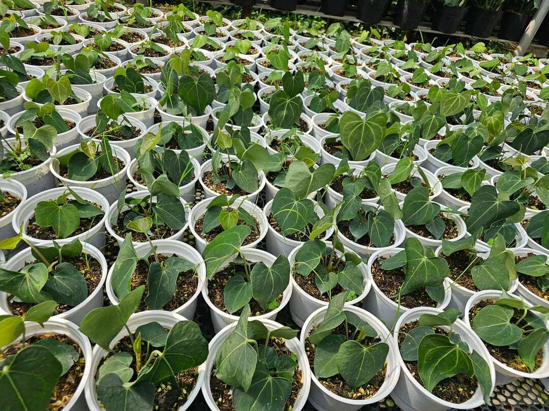 Cây anthurium clari